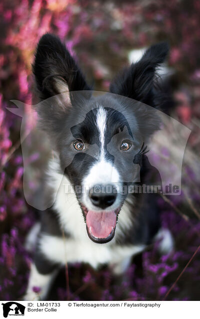 Border Collie / Border Collie / LM-01733