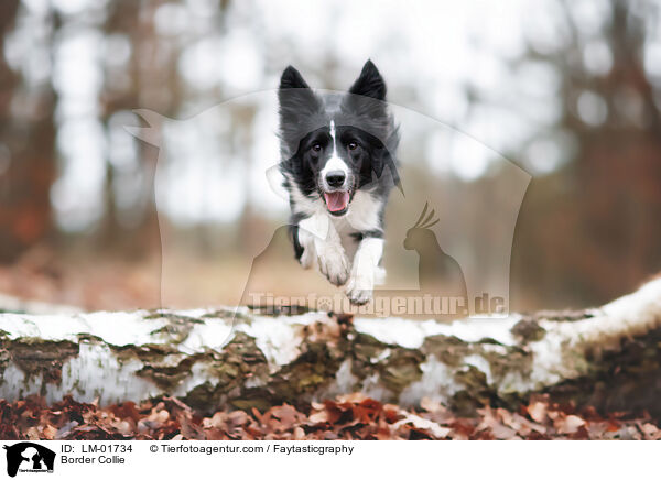 Border Collie / Border Collie / LM-01734