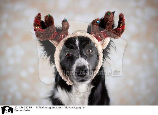 Border Collie / Border Collie / LM-01735