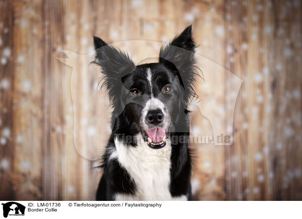 Border Collie / Border Collie / LM-01736