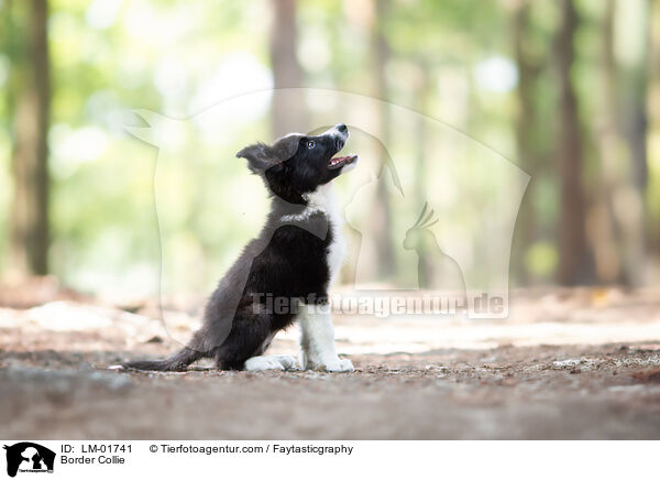 Border Collie / Border Collie / LM-01741