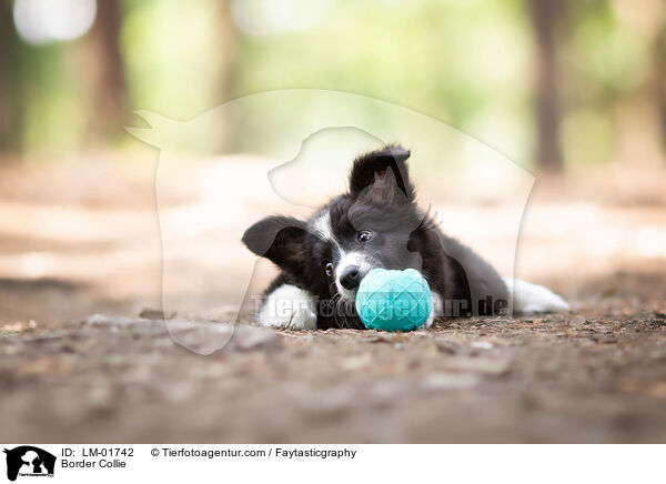 Border Collie / Border Collie / LM-01742