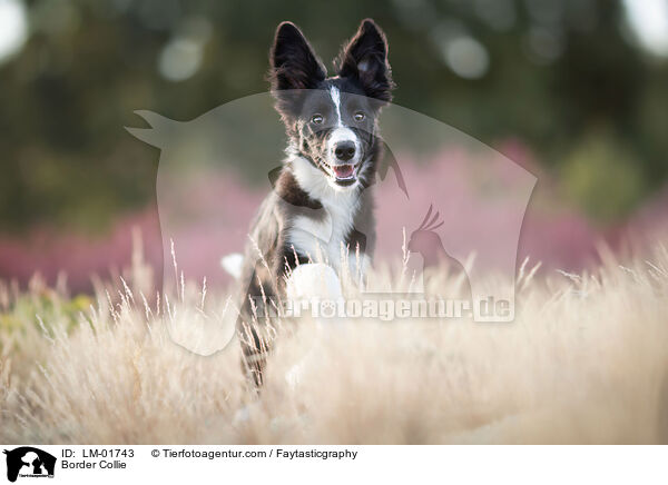 Border Collie / Border Collie / LM-01743