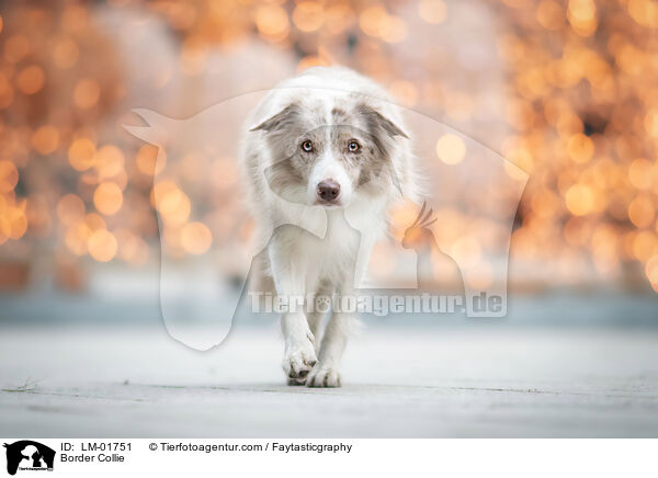 Border Collie / Border Collie / LM-01751