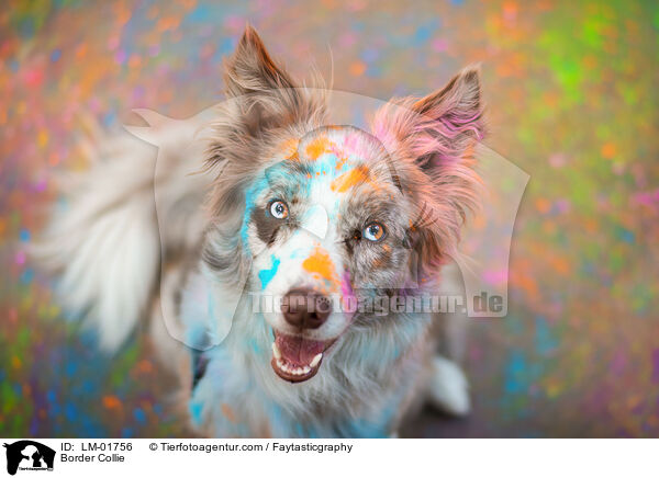 Border Collie / Border Collie / LM-01756