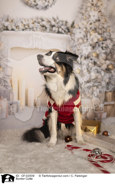 Border Collie / Border Collie / CF-02509