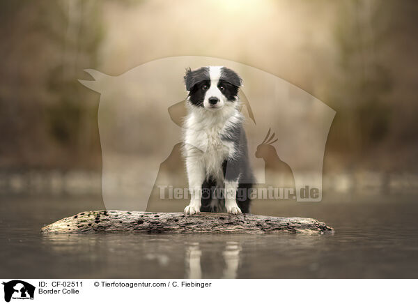 Border Collie / Border Collie / CF-02511