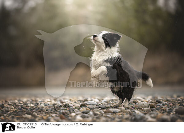 Border Collie / Border Collie / CF-02513