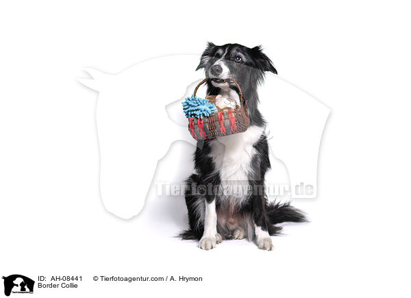 Border Collie / Border Collie / AH-08441