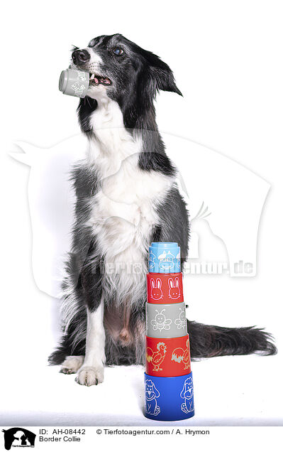 Border Collie / Border Collie / AH-08442