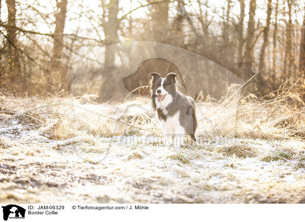 Border Collie / Border Collie / JAM-06329