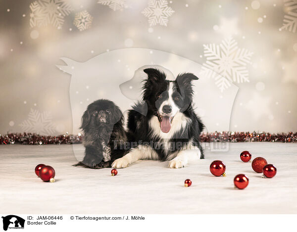 Border Collie / Border Collie / JAM-06446