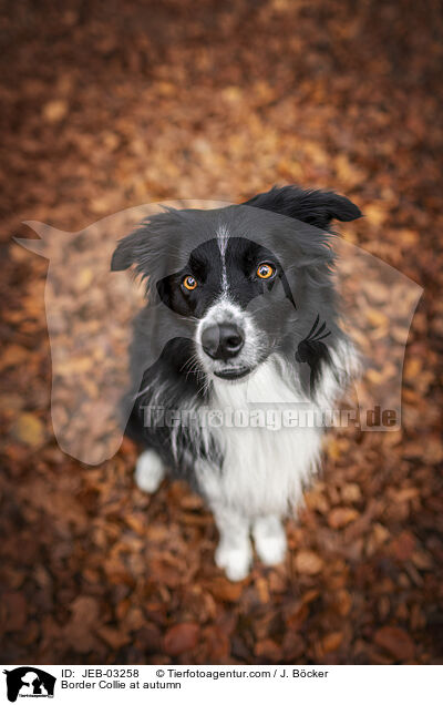 Border Collie im Herbst / Border Collie at autumn / JEB-03258