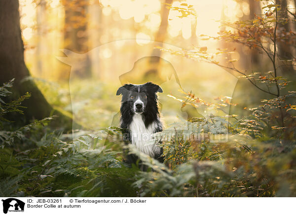 Border Collie im Herbst / Border Collie at autumn / JEB-03261