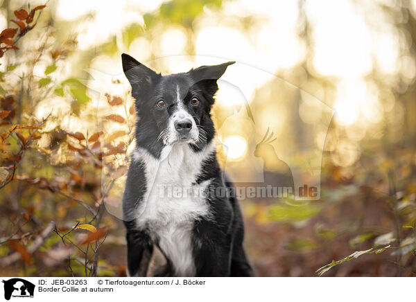 Border Collie im Herbst / Border Collie at autumn / JEB-03263