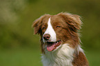 Border Collie Portrait