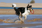 playing Border Collie