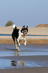 playing Border Collie