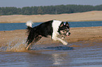 Border Collie runs in the water