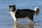 bathing Border Collie