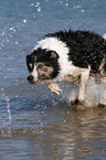 running Border Collie