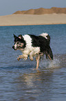 running Border Collie