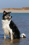 sitting Border Collie