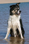 sitting Border Collie