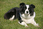 lying Border Collie