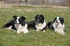 Border Collies