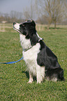 sitting Border Collie