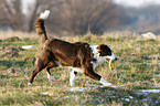 running Border Collie