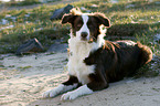 Border Collie on meadow