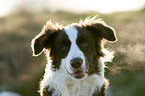 Border Collie Portrait