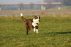 running Border Collie