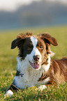 Border Collie on meadow