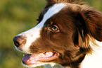 Border Collie Portrait