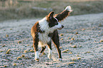 running Border Collie