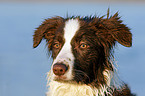 Border Collie Portrait