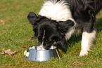 lying Border Collie