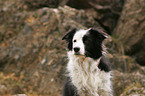 female Border Collie