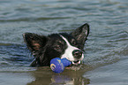 swimming Border Collie