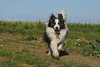 playing Border Collie