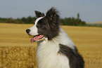 Border Collie Portrait