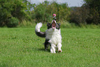 playing Border Collie