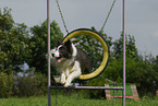 Border Collie at agility