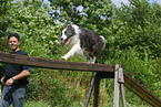 Border Collie at agility