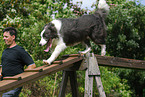 Border Collie at agility