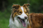 Border Collie Portrait