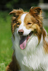 Border Collie Portrait